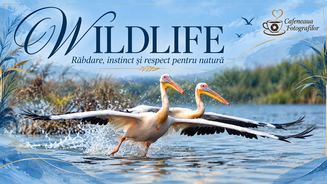 FOTOGRAFIA WILDLIFE – Răbdare, instinct și respect pentru natură
