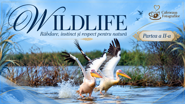 Expoziție de fotografie online – WILDLIFE, răbdare, instinct și respect pentru natură – Partea a II – a