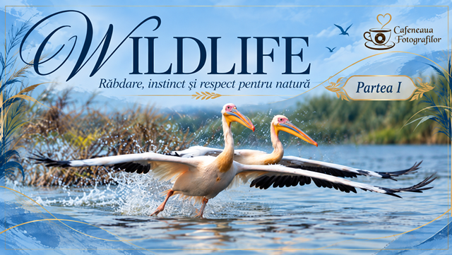 Expoziție de fotografie online – WILDLIFE, răbdare, instinct și respect pentru natură – Partea I